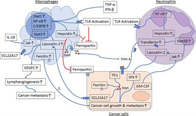 Frontiers Iron Metabolism In The Tumor Microenvironment